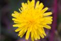 IMG_7305 dandelion flower